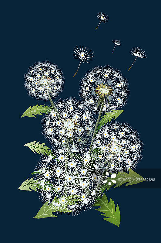蒲公英深蓝色底有字图片素材