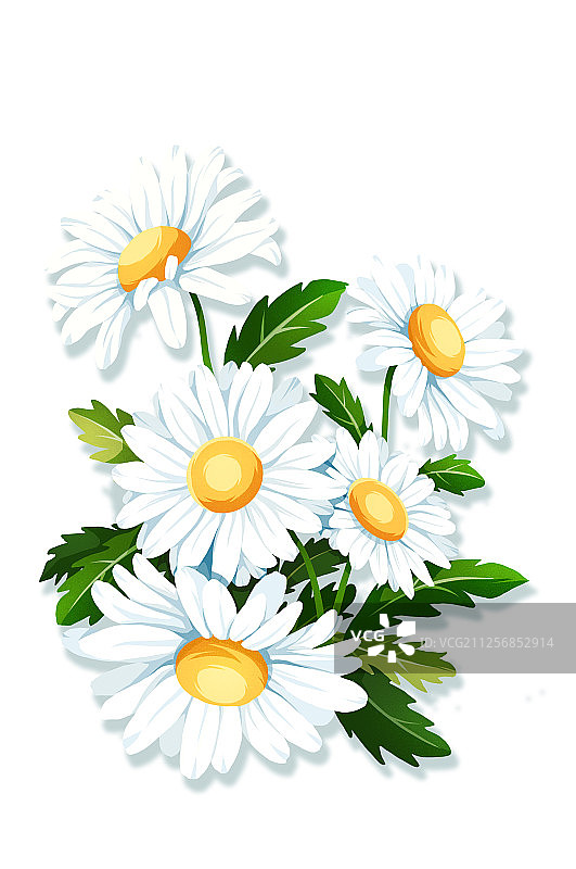 清新白色小雏菊白色背景图片素材