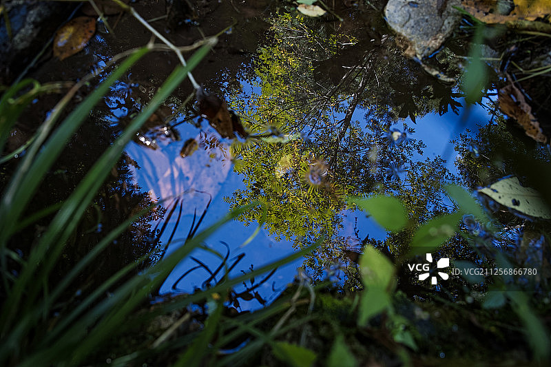 初秋水塘图片素材