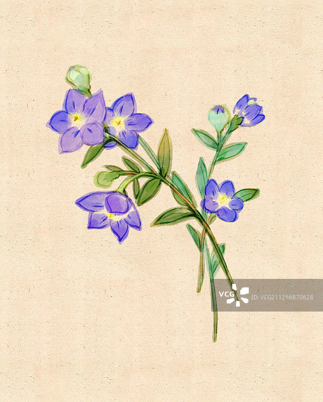 桔梗花水墨画图片素材