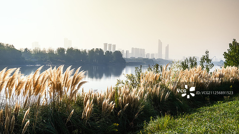 温暖的清晨--南京江心洲风光图片素材