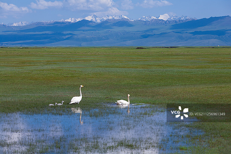巴音布鲁克草原上的野生大天鹅一家图片素材