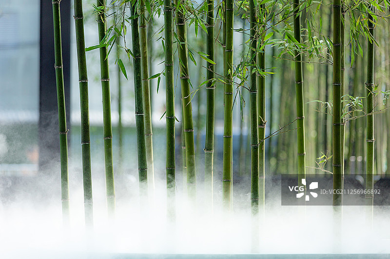 清晨的竹林图片素材