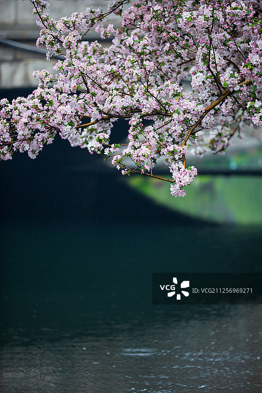 春天海棠花开图片素材