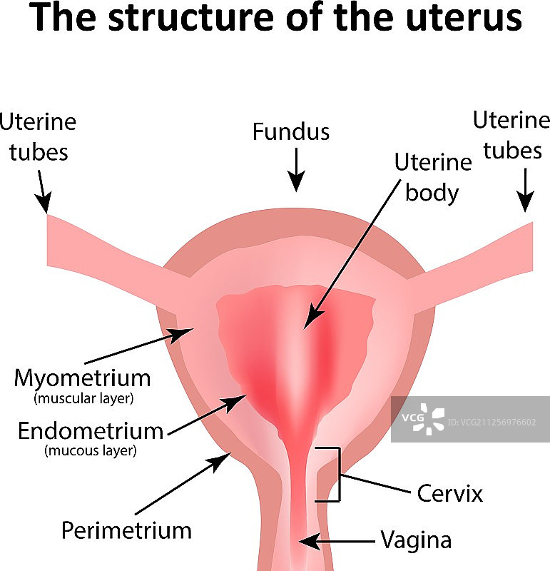 子宫内膜结构图片素材