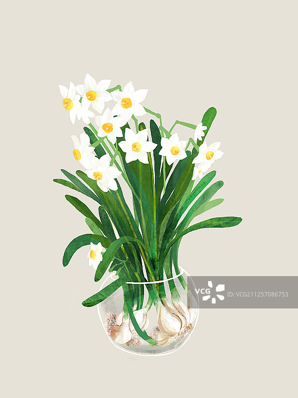 玻璃花瓶中的水仙花图片素材