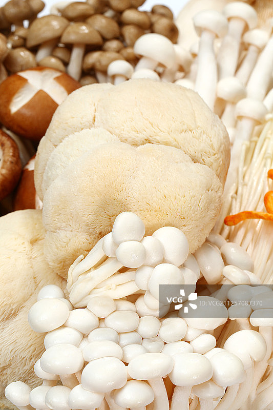 多种食用菌图片素材