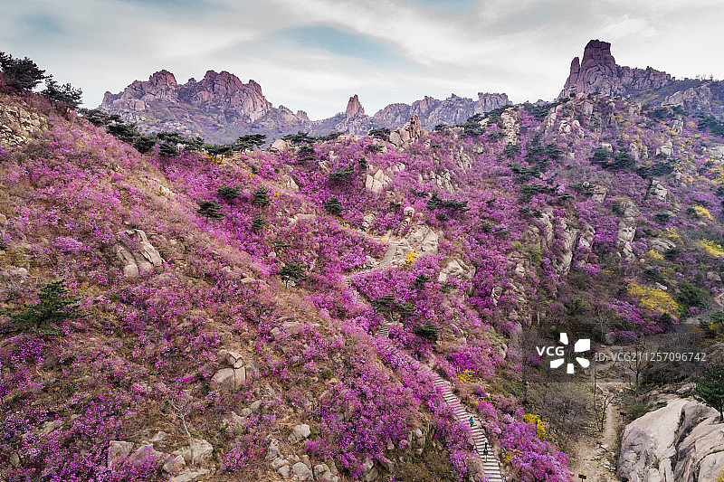 青岛西海岸新区大珠山杜鹃花图片素材