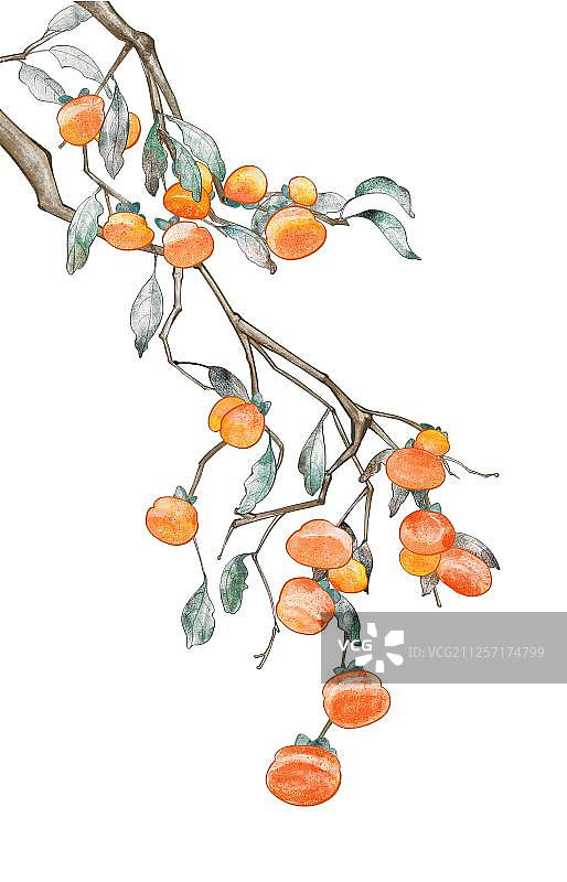 柿子树枝节气寒露霜降立冬手绘国画图片素材