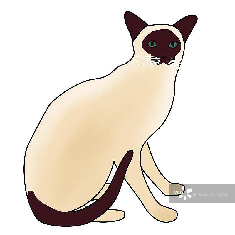 暹罗猫图片素材
