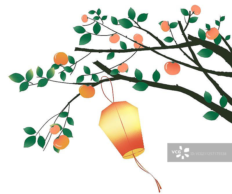 柿子树上的灯笼图片素材