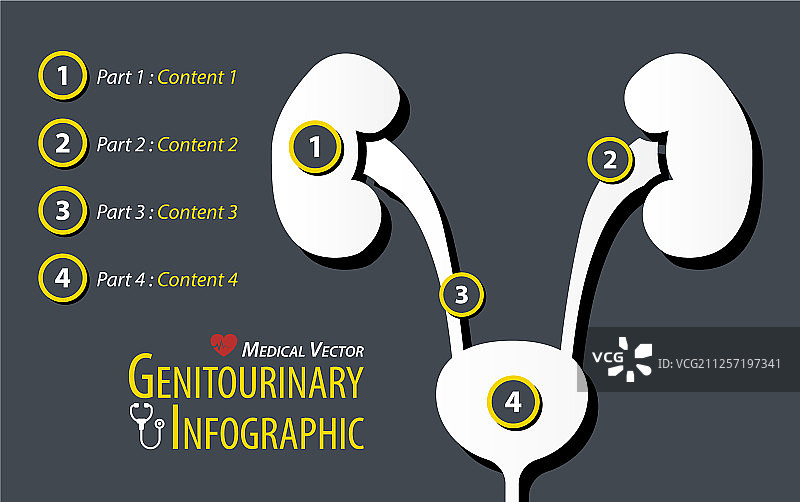 泌尿生殖系统信息图扁平设计图片素材