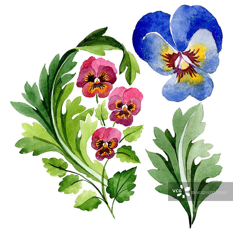 三色堇花卉水彩背景，孤立插画元素图片素材