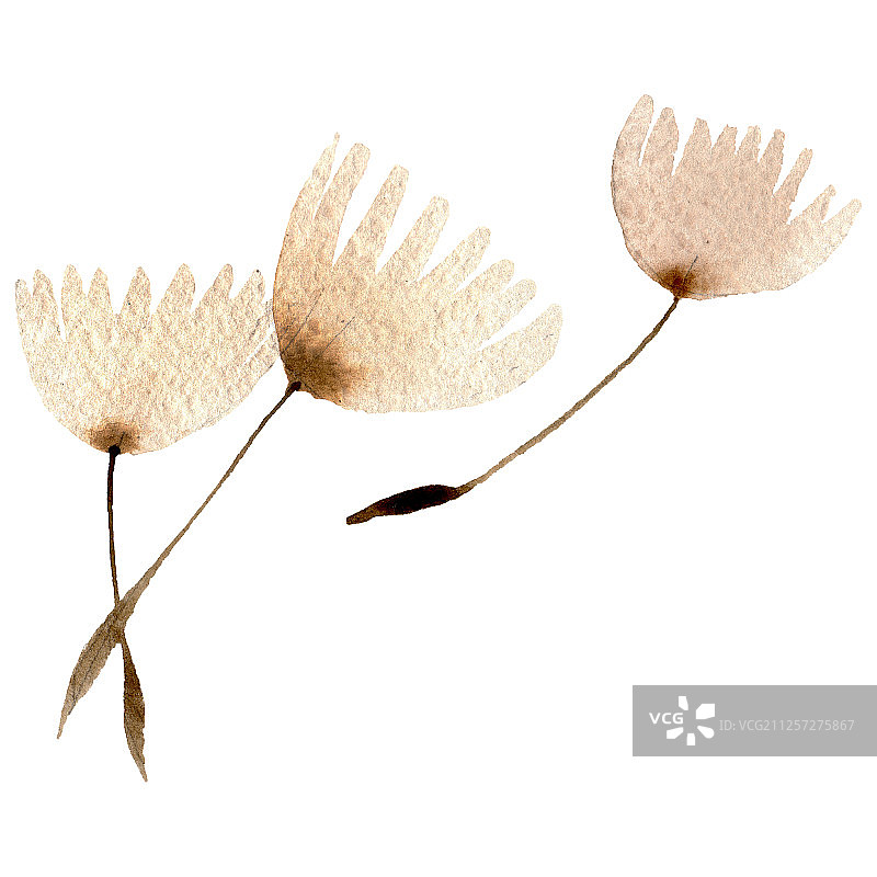 带种子的蒲公英。水彩背景插图集。孤立的植物插图元素。图片素材