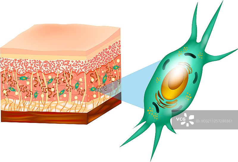 成纤维细胞和皮肤结构图片素材