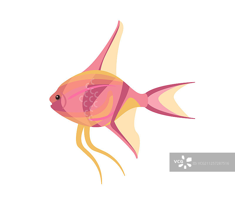 白色背景上的标量观赏鱼图片素材