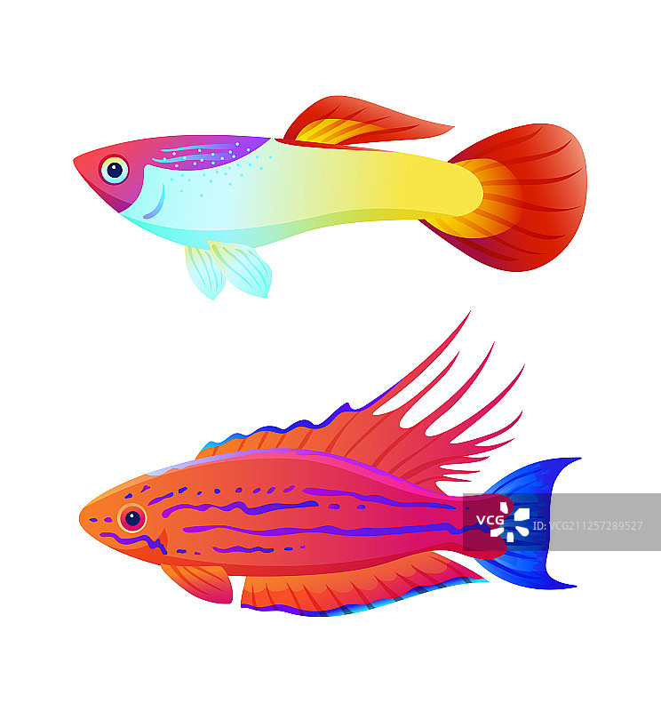 水族馆孔雀鱼和剑尾鱼海报图片素材