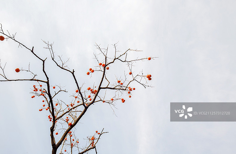 柿子树图片素材