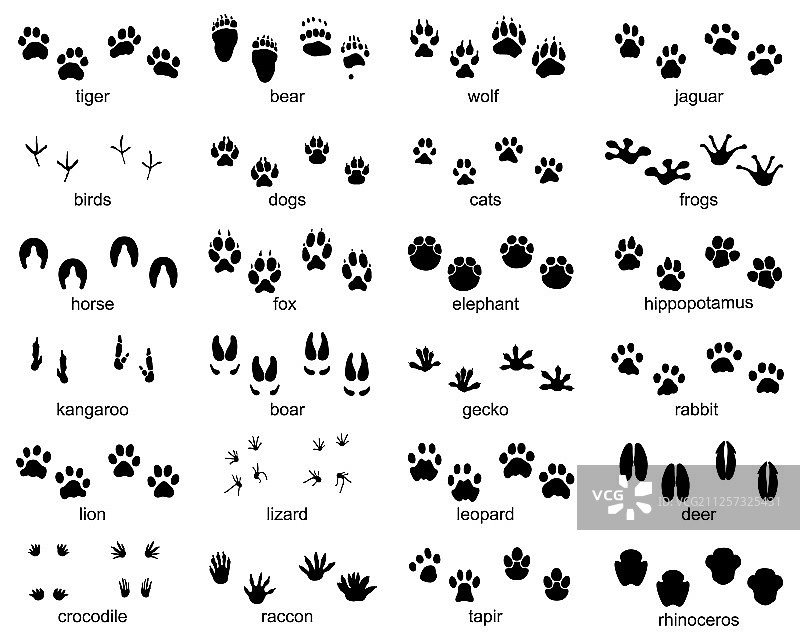 野生动物足迹合集图片素材