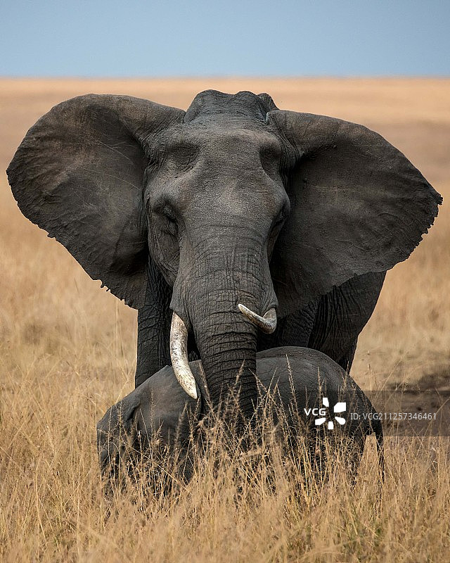 正面拍摄肯尼亚草原上的大象图片素材