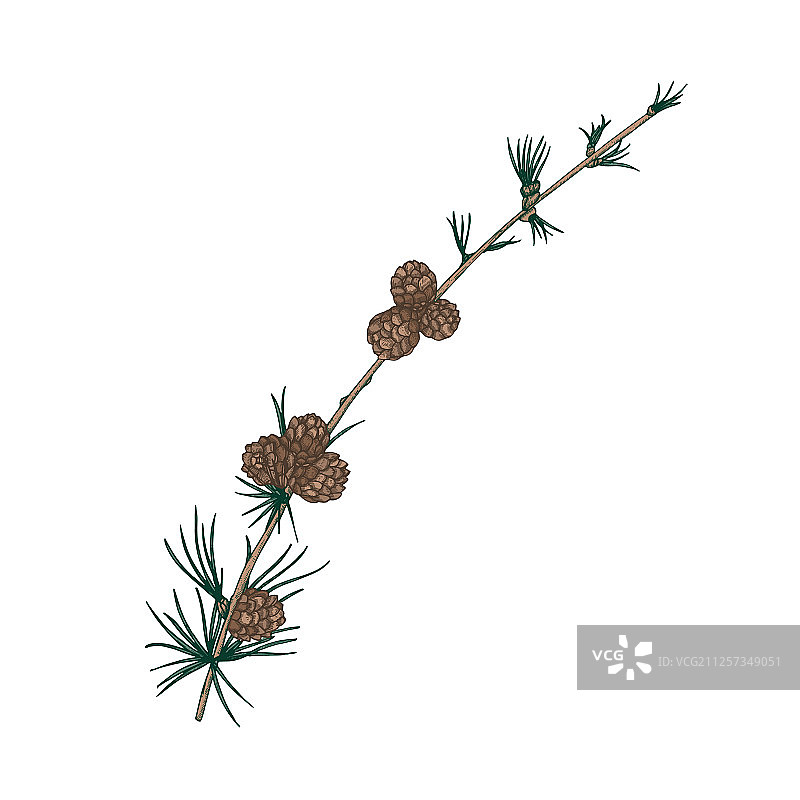 落叶松枝的自然绘画图片素材