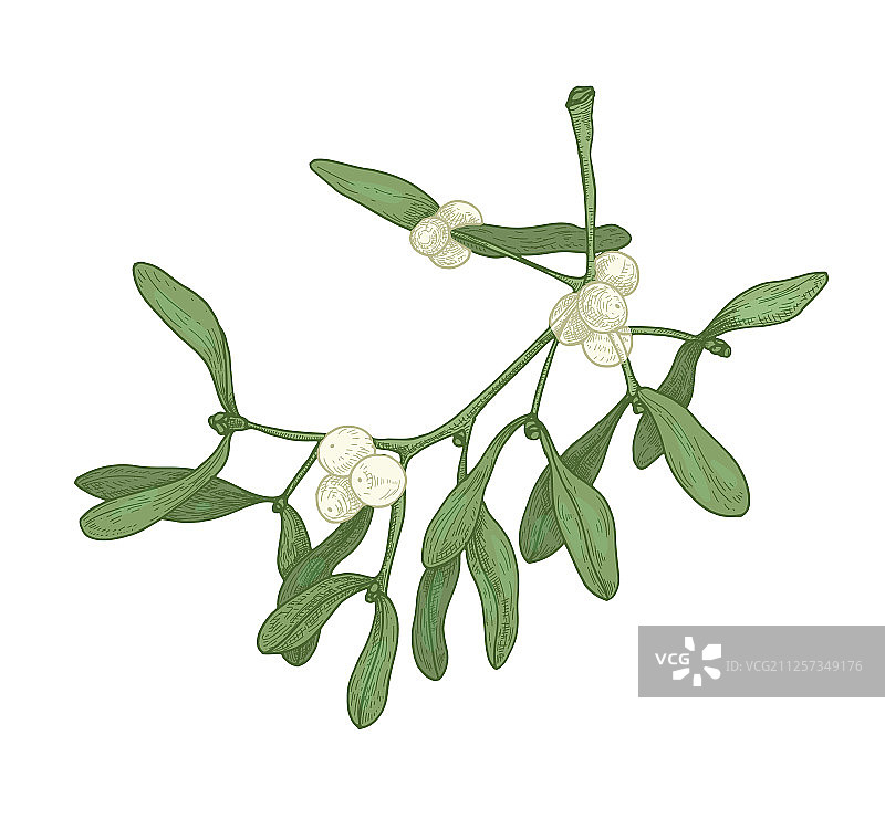 逼真细致的槲寄生枝条绘画图片素材