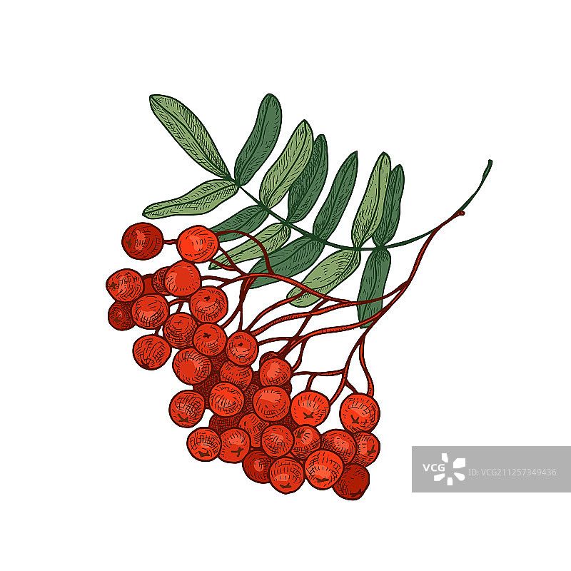 彩色的明亮花楸树枝图片素材