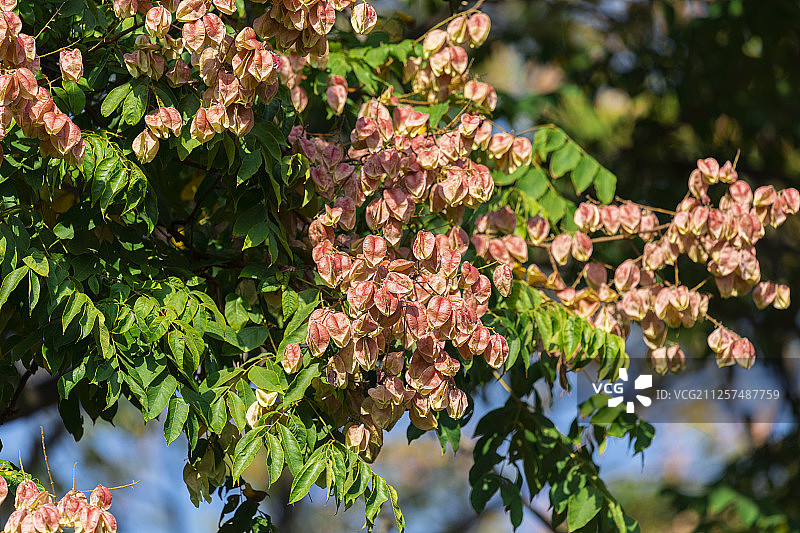盛开的栾树花朵图片素材
