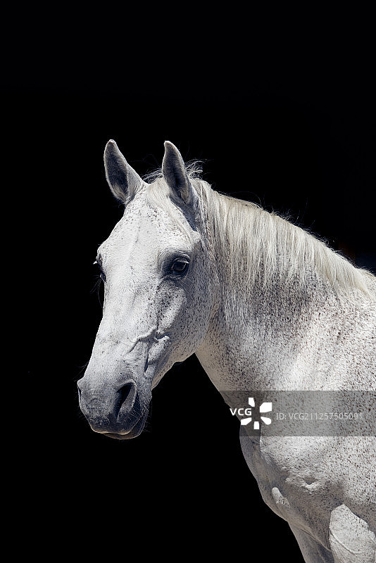 白色斑点马 портреты图片素材