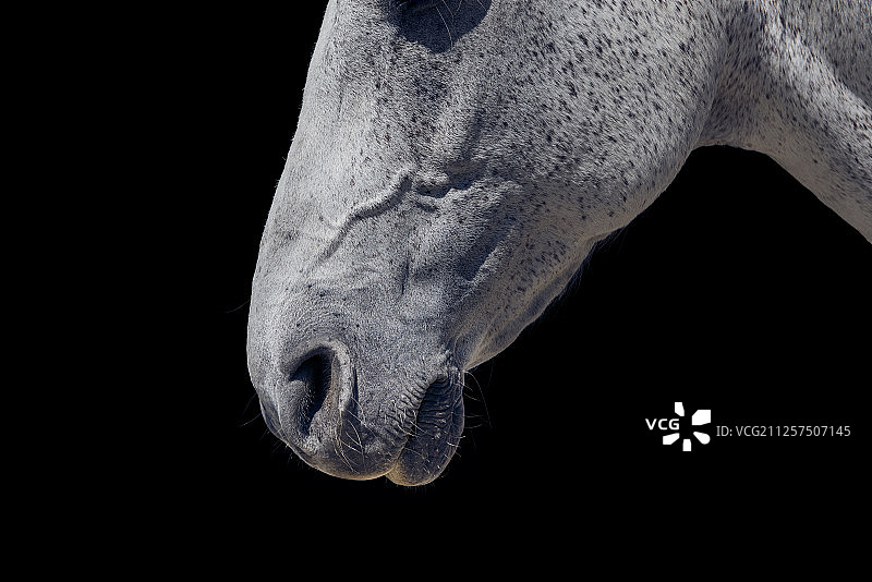 白色斑点马 портреты图片素材