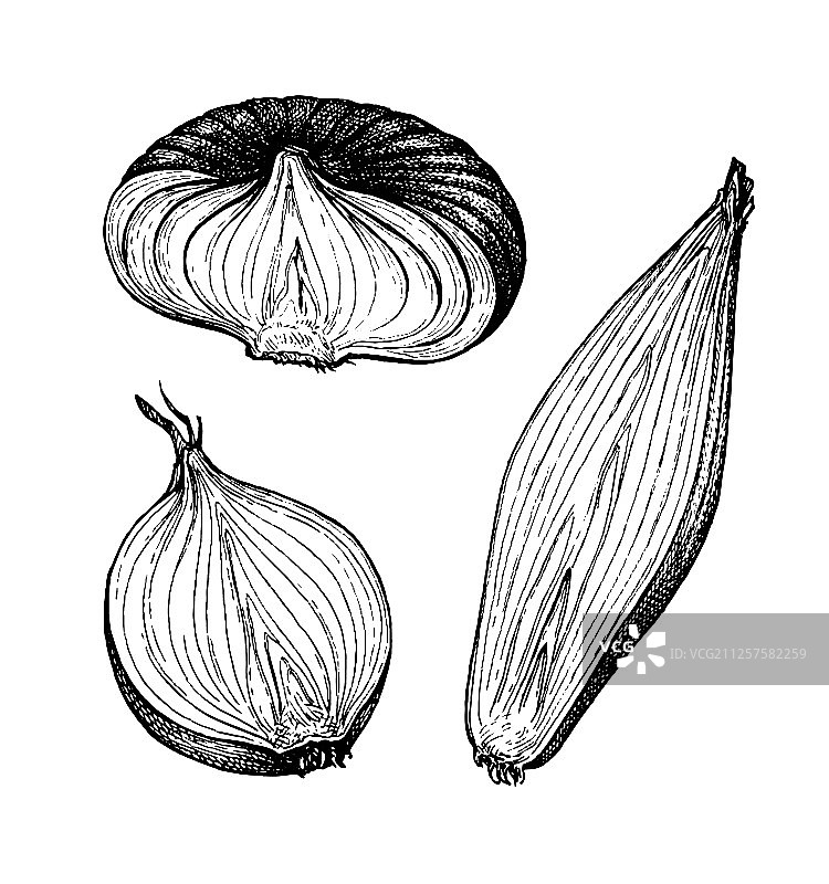 水墨速写洋葱图片素材
