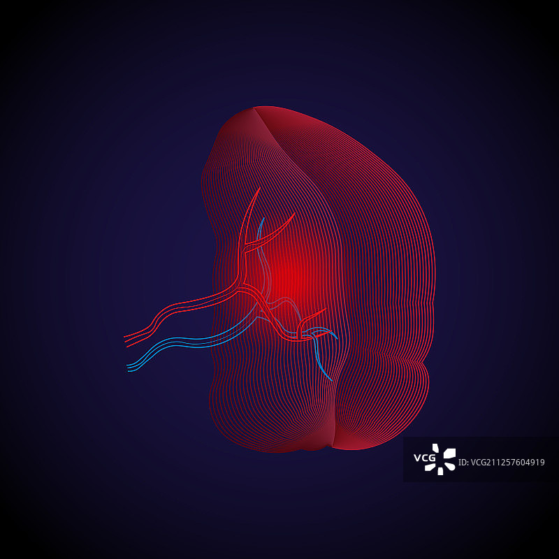 脾脏X光线条效果医学图图片素材
