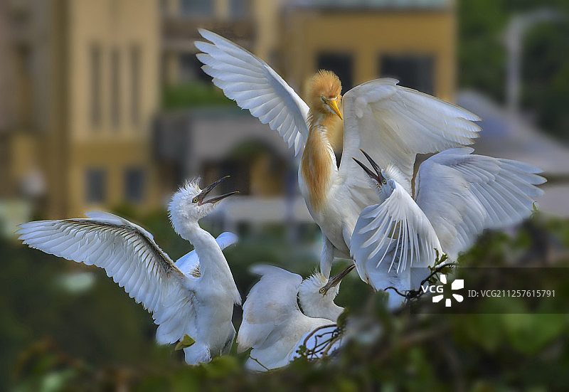 台湾;新北;坪林;白鹭鸶图片素材