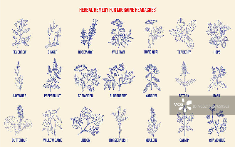 缓解偏头痛的最佳药草图片素材