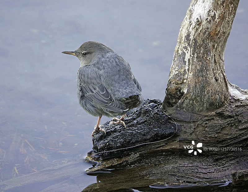 美洲河乌图片素材
