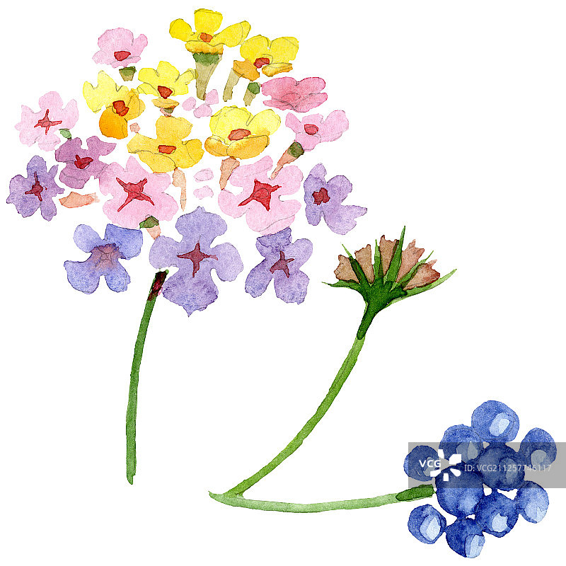 粉红色马缨丹植物花卉水彩背景插图元素图片素材