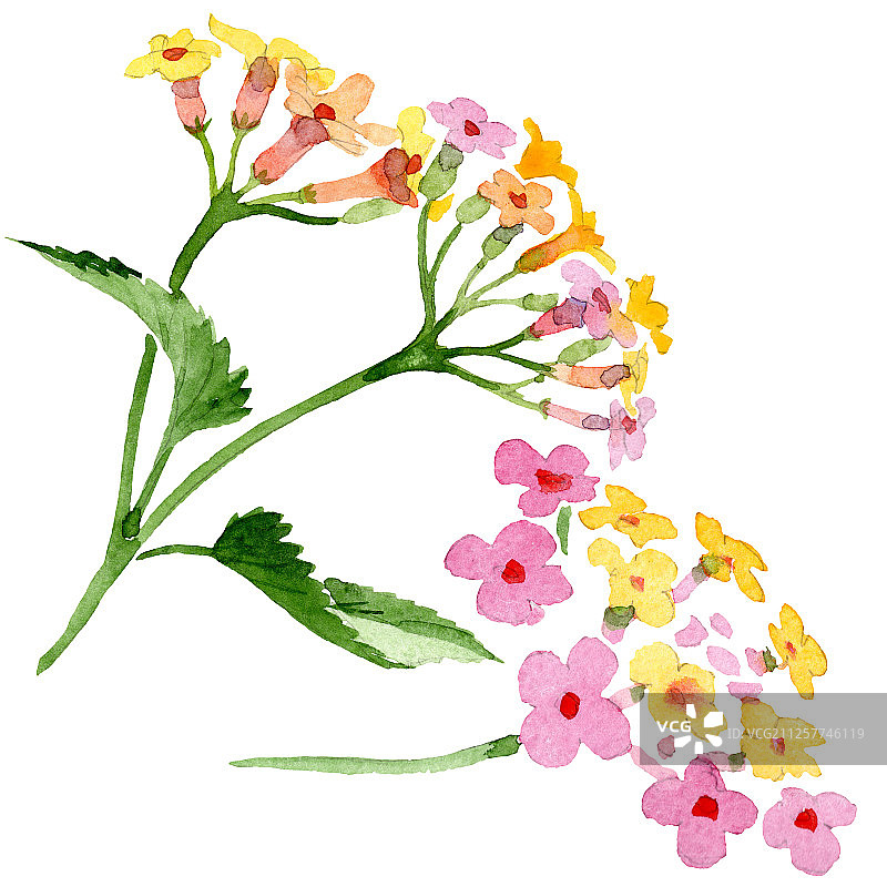 粉红色马缨丹植物花卉水彩背景插图元素图片素材