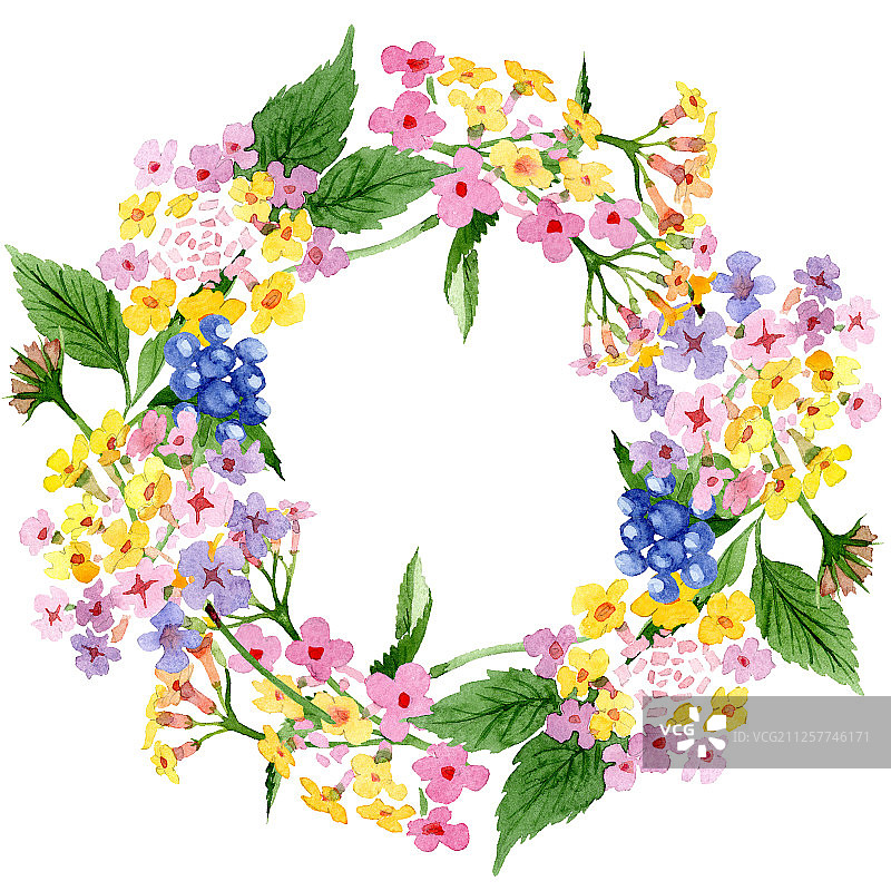 粉色马缨丹花卉植物花朵，水彩背景图，边框装饰方块图片素材