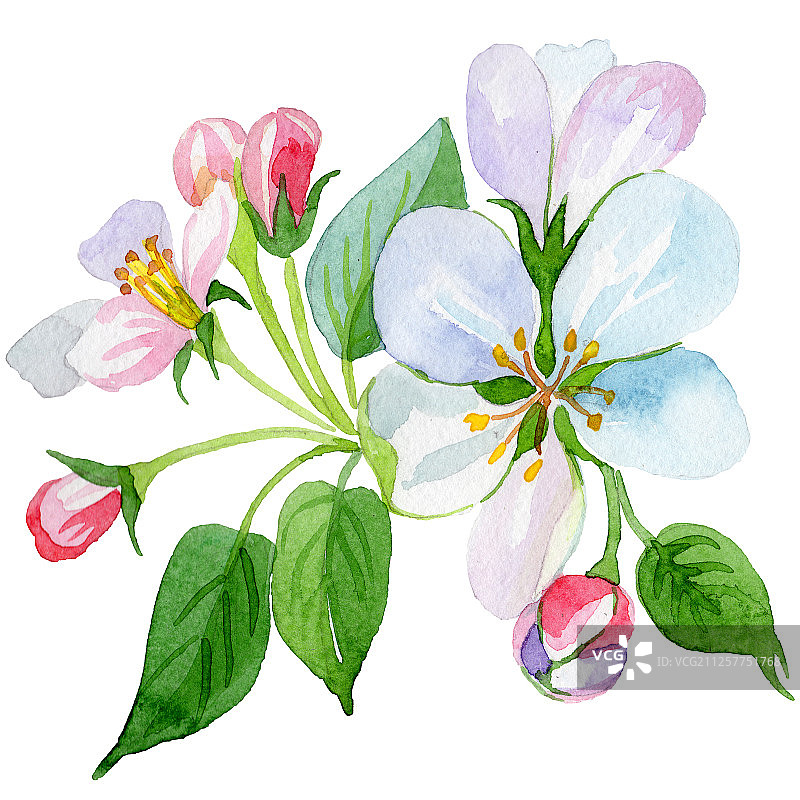 苹果花卉植物花卉，水彩背景插图集，孤立的花卉插图元素图片素材