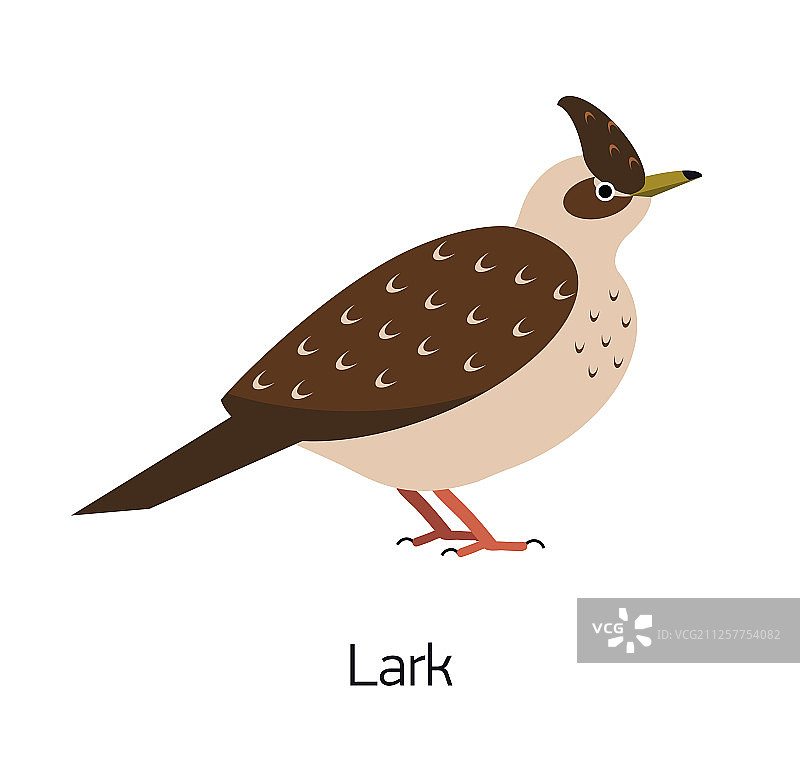 白色背景中美丽的云雀图片素材