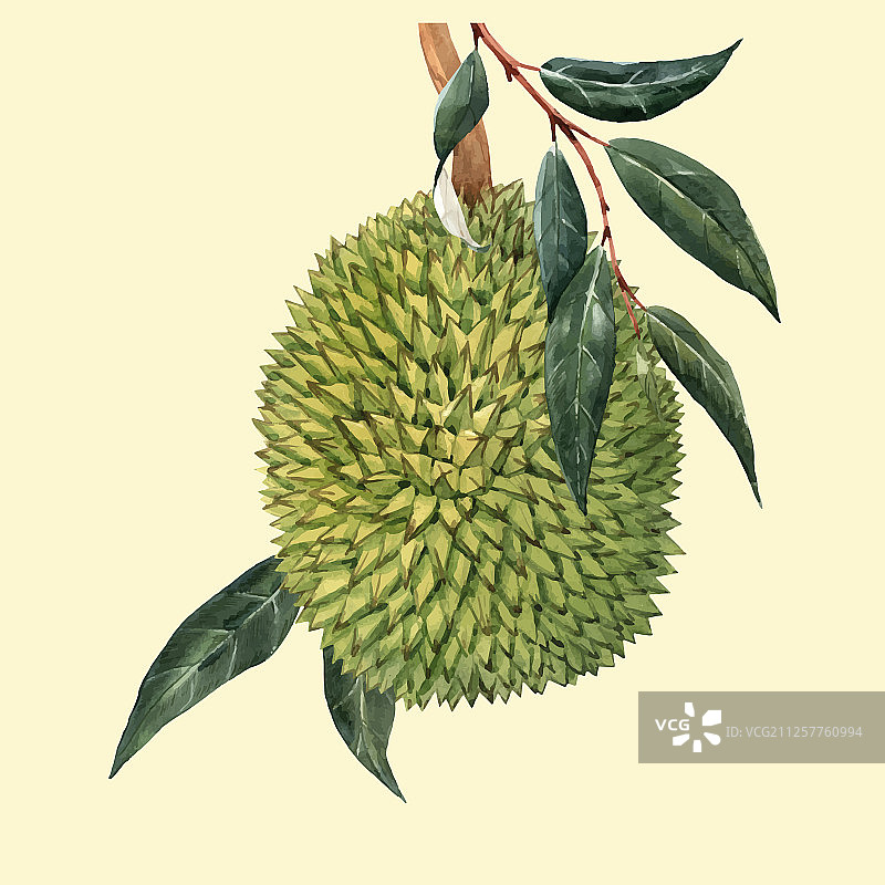 水彩榴莲图片素材