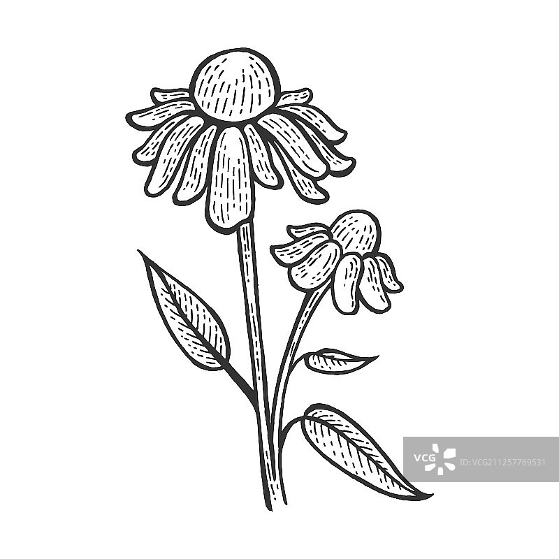 紫锥菊药用植物素描图片素材