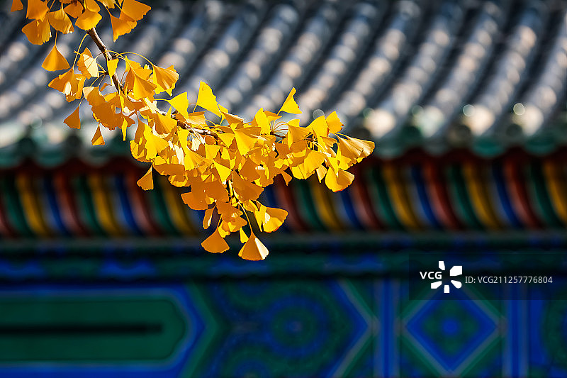 古建筑与银杏树图片素材