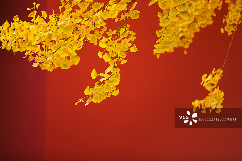 古建筑与银杏树图片素材