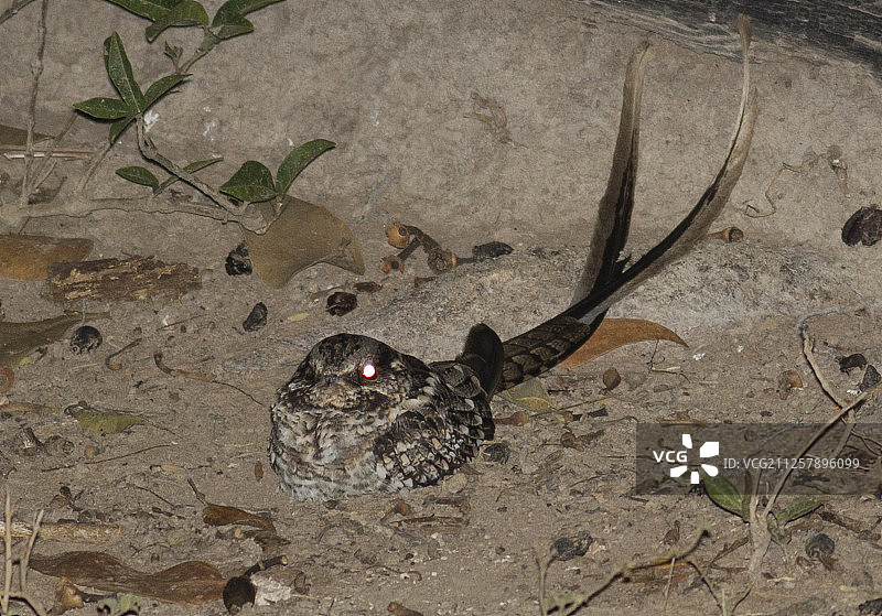 剪尾夜鹰图片素材