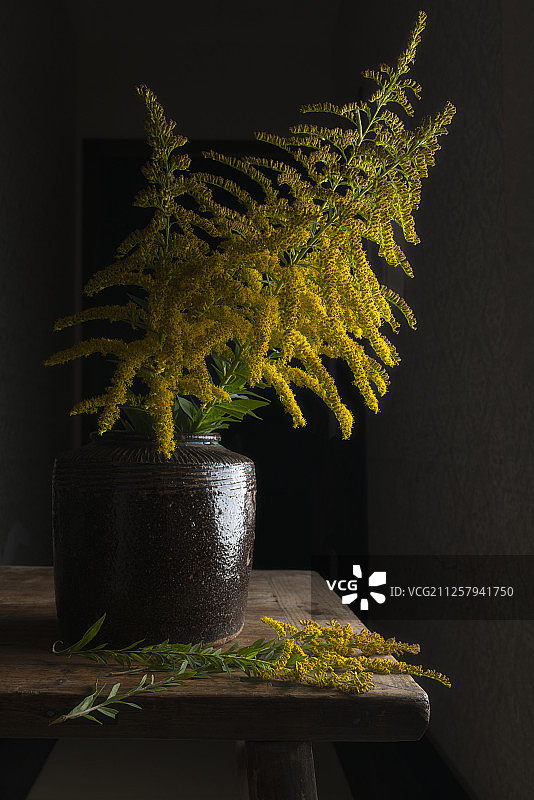 一枝黄花图片素材