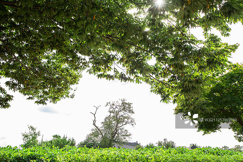夏季风景图片素材