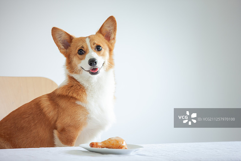 狗狗，宠物，威尔士柯基犬图片素材