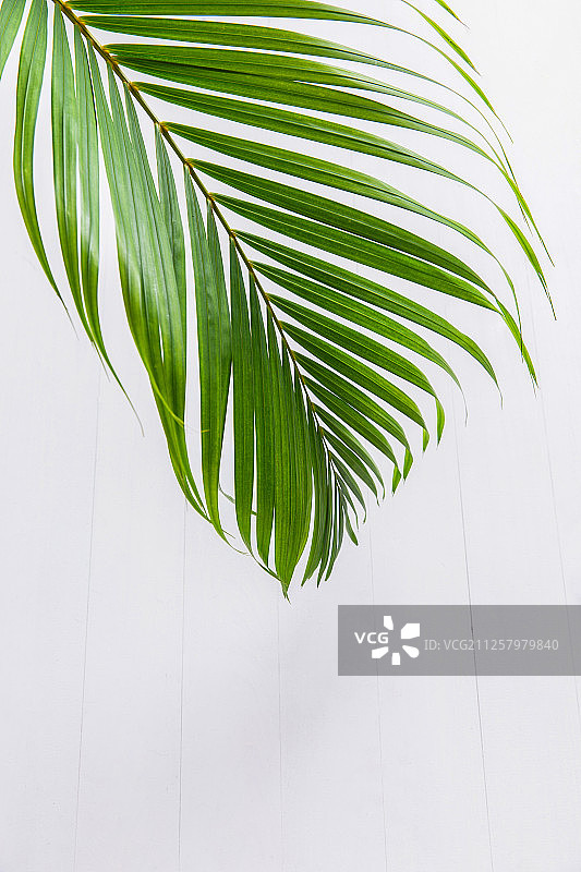 夏季棕榈叶和槟榔树图片素材