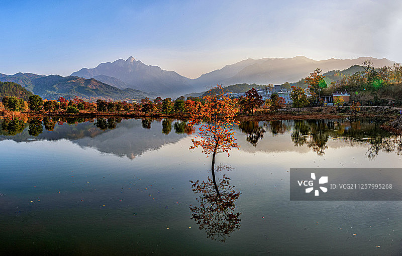 大别山水中乌柏红叶图片素材
